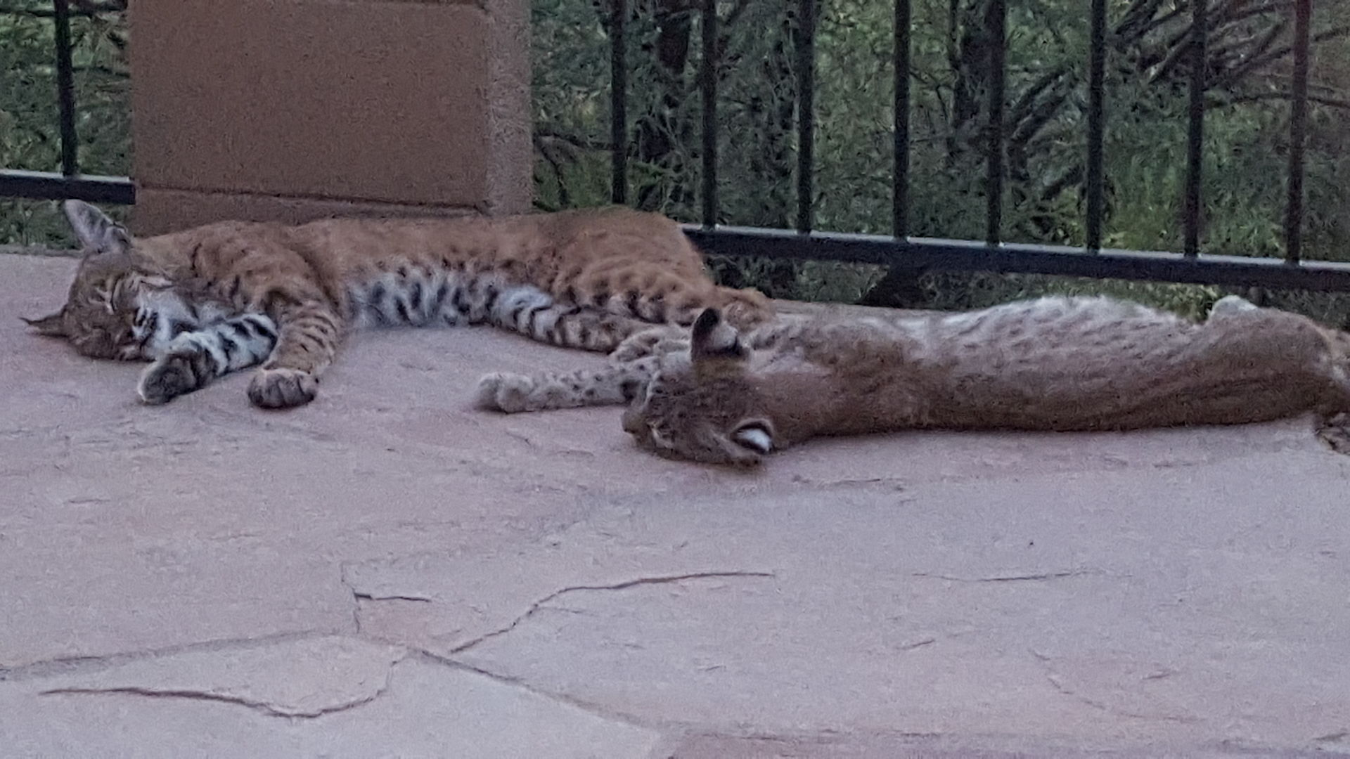 Snoozing Bobcats